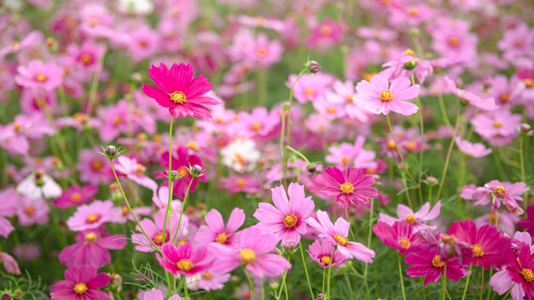 Cheery pink cosmos growing in a garden or field