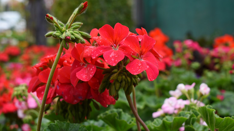 Red geraniums sprinkled with morning drew in garden