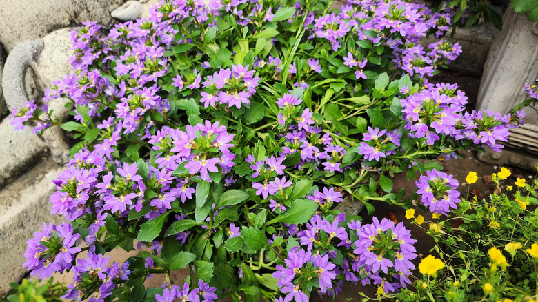 Purple Scaevola aemula (fan flower) blooms near a fence