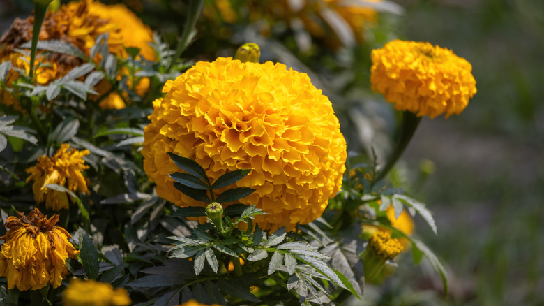 Marigolds in bloom next to a few shriveled flowers