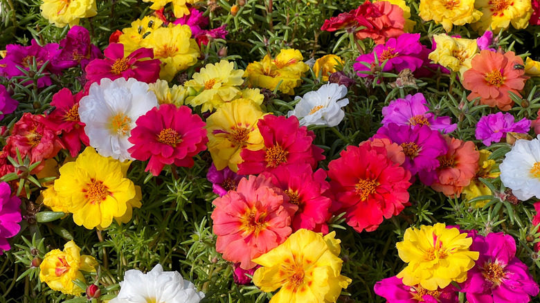 Closeup of moss rose growing across the ground in various colors