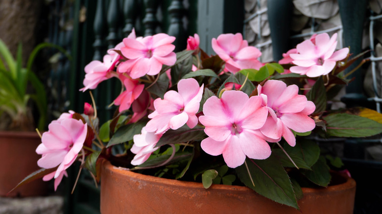Pink flowering New Guinea impatiens in a container on porch