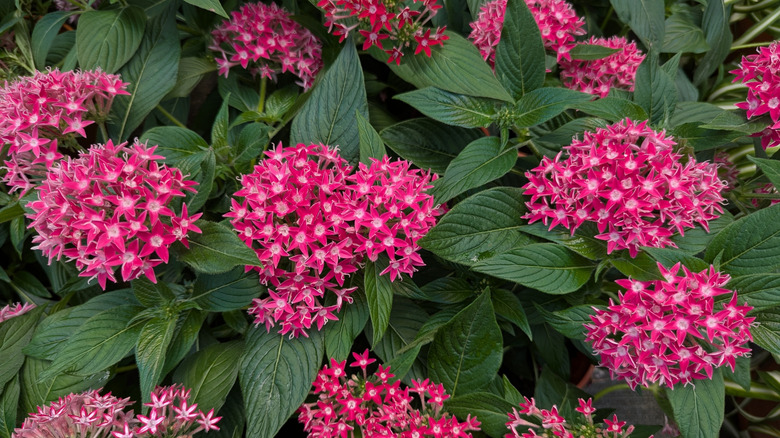 Closeup image of the star-shaped petals of Pentas