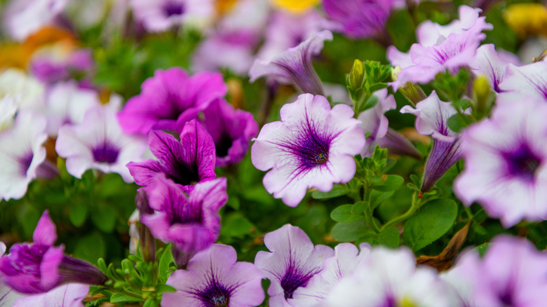 Petunias in pink and purple