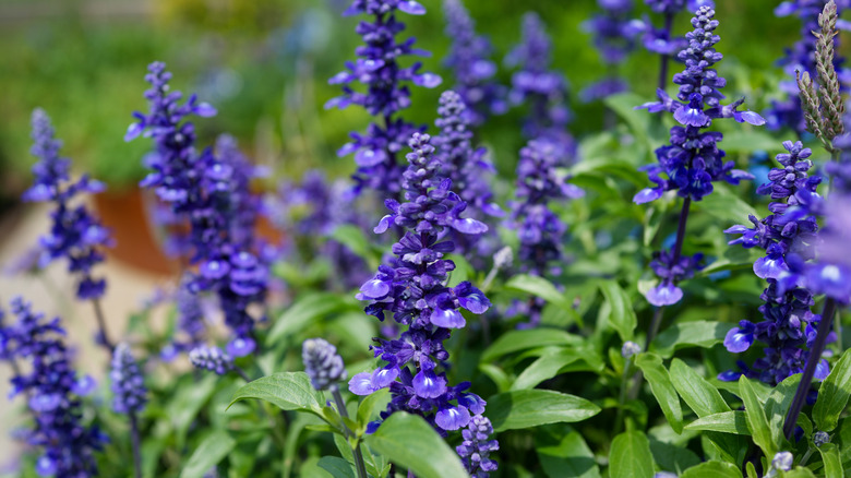 Salvia in a brilliant purple in a garden