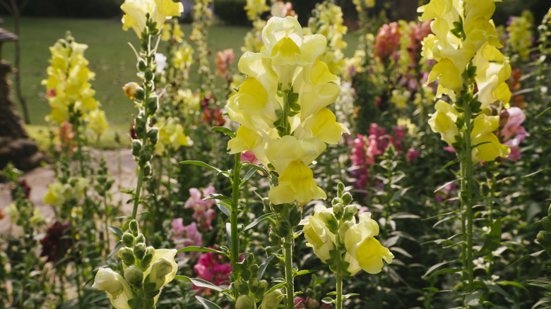 Yellow and pink snapdragons in a garden