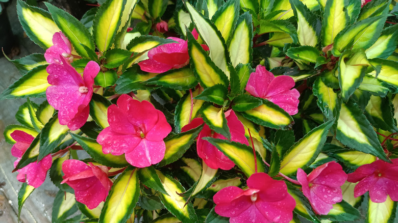 Rich green leaves of SunPatiens capped with pink flowers dappled with raindrops