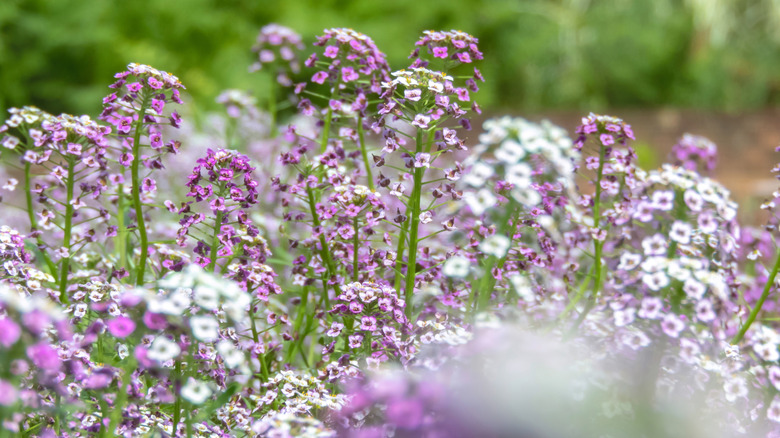 Crop of purple and white sweet alyssum