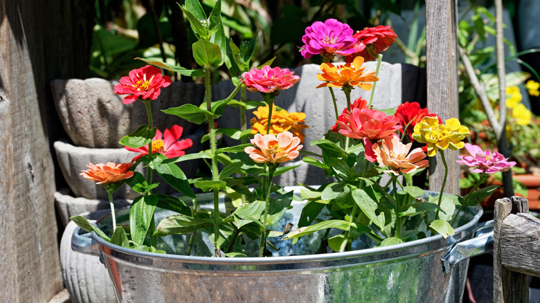 Zinnia flowers in varying shades of pink and yellow in a metal pot