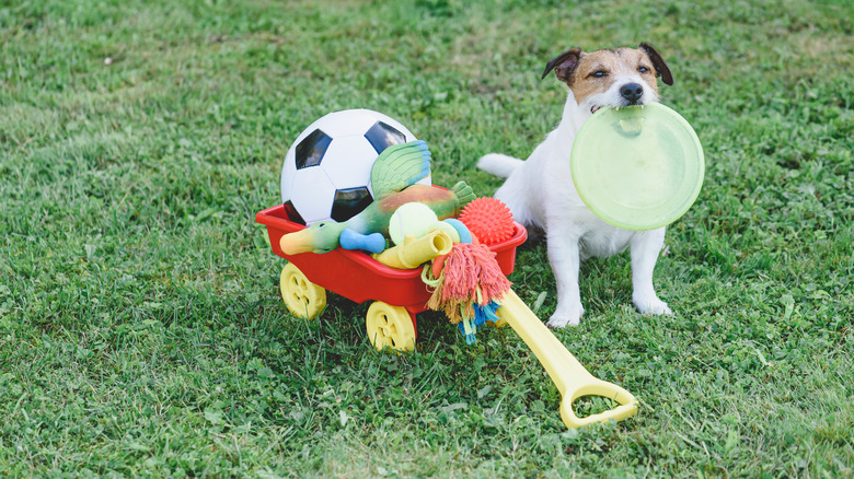 Football and lawn toys in a kid's barrow, with a dog holding a frisbee on a patch of grass