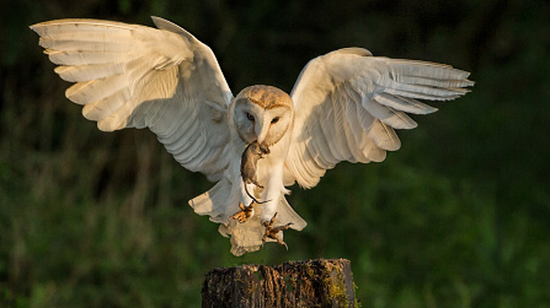 Owl landing on a post with a mouse in its mouth