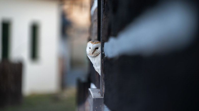 Owl in an owl house in the yard