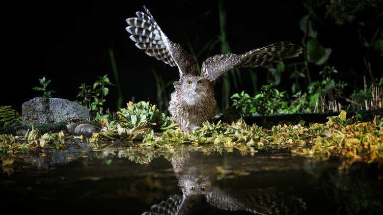 Owl hunting over a garden pond