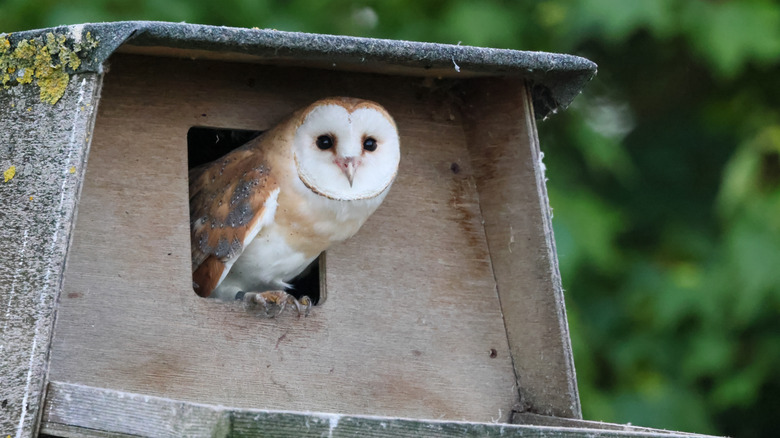 Owl looking from an owl box in the yard