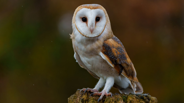16 Tips And Tricks For Attracting Owls To Your Yard