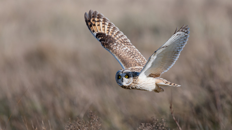 Short-eared owl hunting over a field