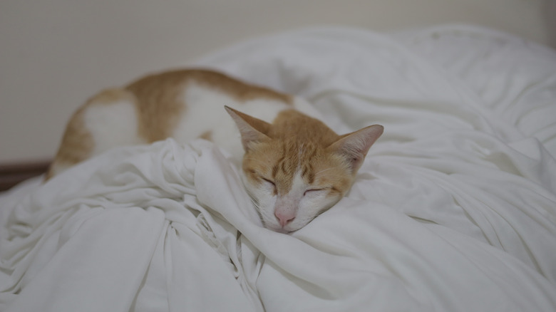 Cat asleep in the house on white blanket.