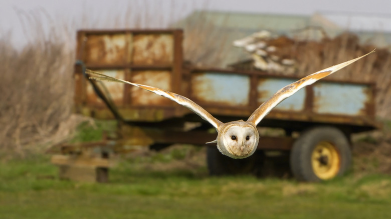 Barn owl flying over a field in the countryside