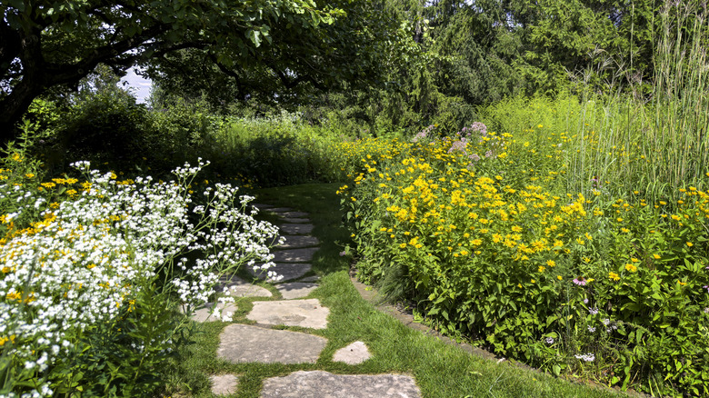 Pathway through wild area in the yard