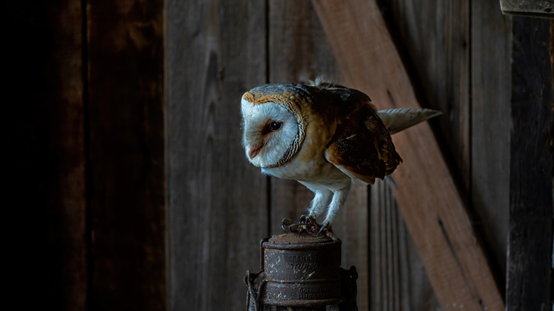 Owl sitting in a barn