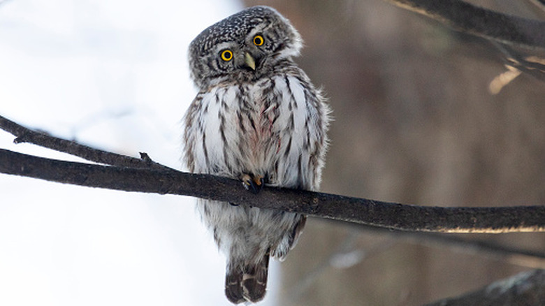 Owl sitting on a branch in a tree