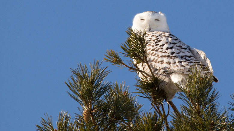 Owl sitting on top of evergreen tree