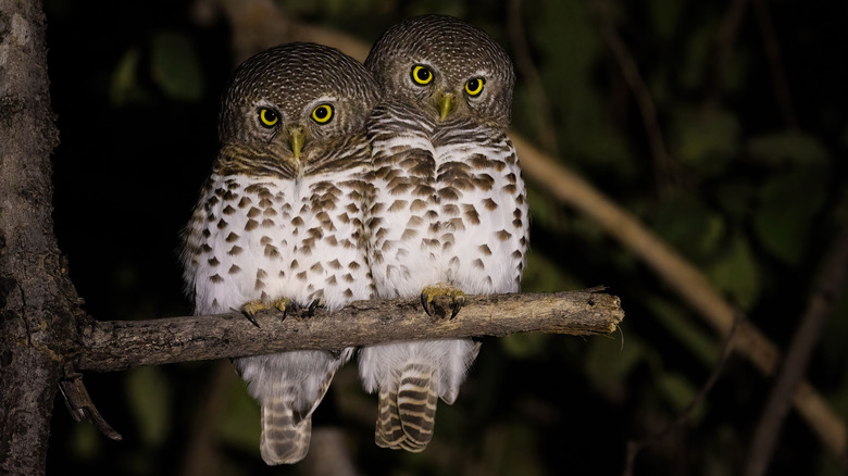 Two owls roosting in a tree at night