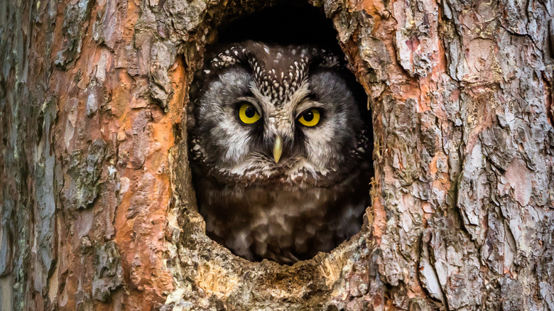 Owl peering out from a tree
