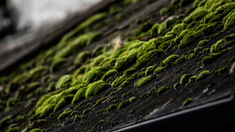 A roof with algae and moss growing on it