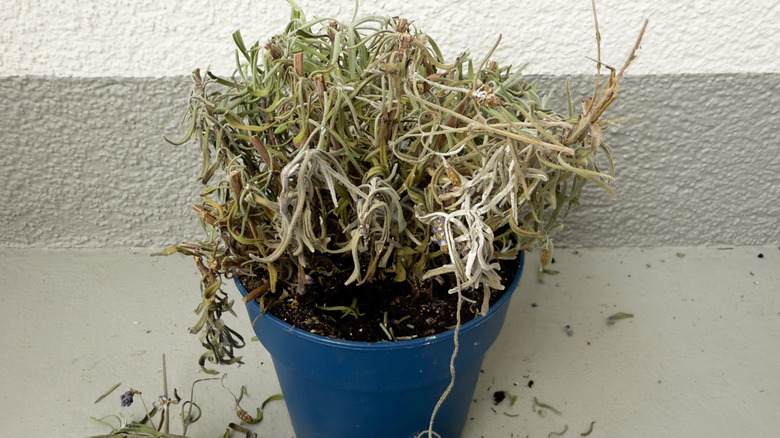 A dead lavender plant in a blue plastic pot on a balcony.
