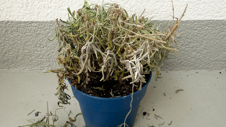 A dead lavender plant in a blue plastic pot on a balcony.