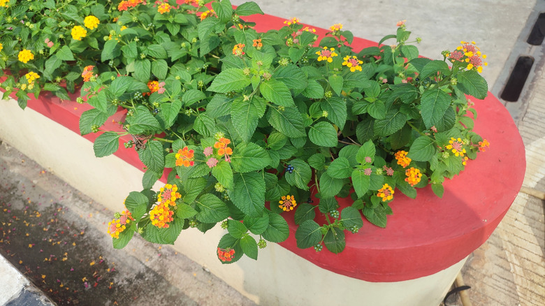 Lots of Lantana camara growing in a raised planter beside a patio.
