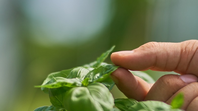 A hand holding a basil leaf on a plant.