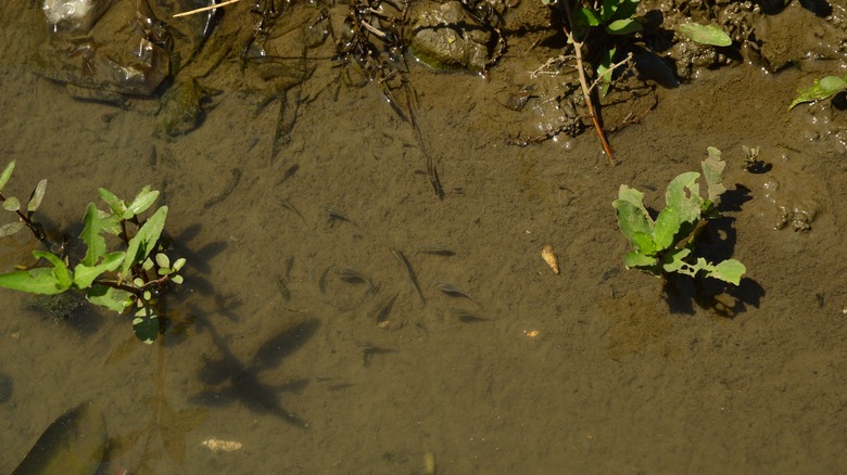Mosquito fish and vegetation in a backyard pond.