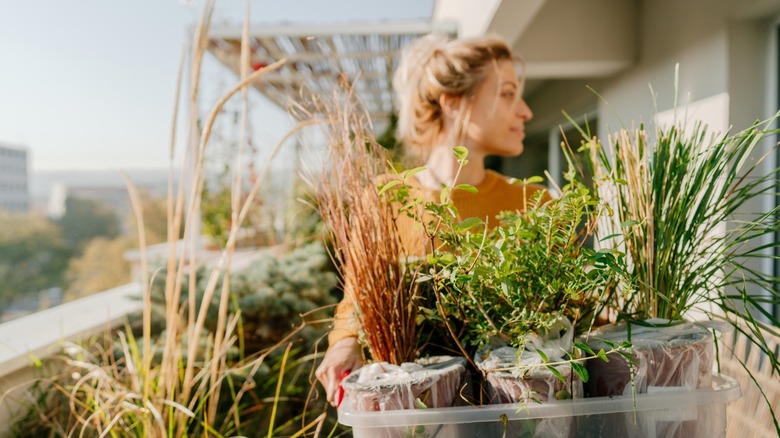 A woman carries new plants into her high-rise balcony garden.