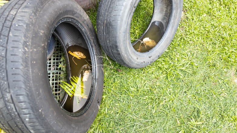 Old car tires on a lawn with water pooling inside them.