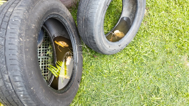 Old car tires on a lawn with water pooling inside them.