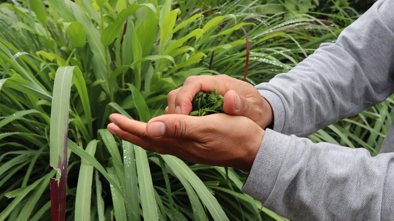A person is rubbing some crushed citronella leaves into their hand.
