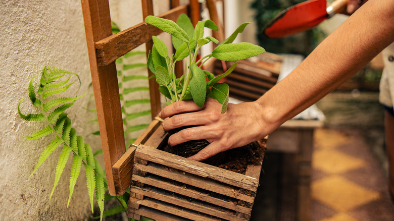 A gardener takes care of a potted sage plant in a patio.
