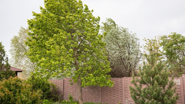 Trees sway on a windy day in a backyard garden.