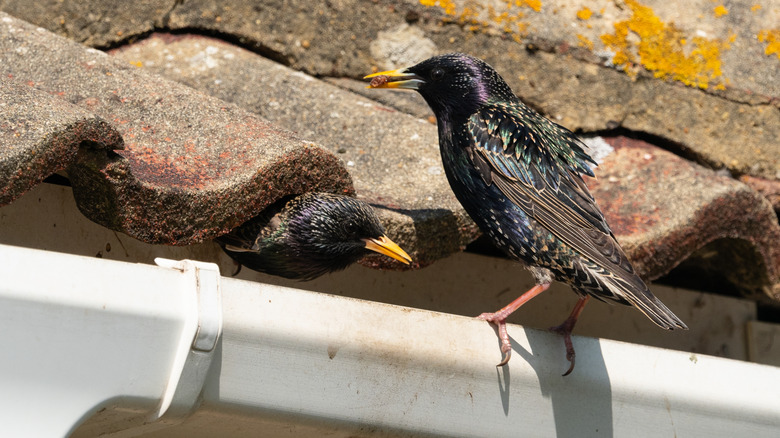 birds perched on gutter