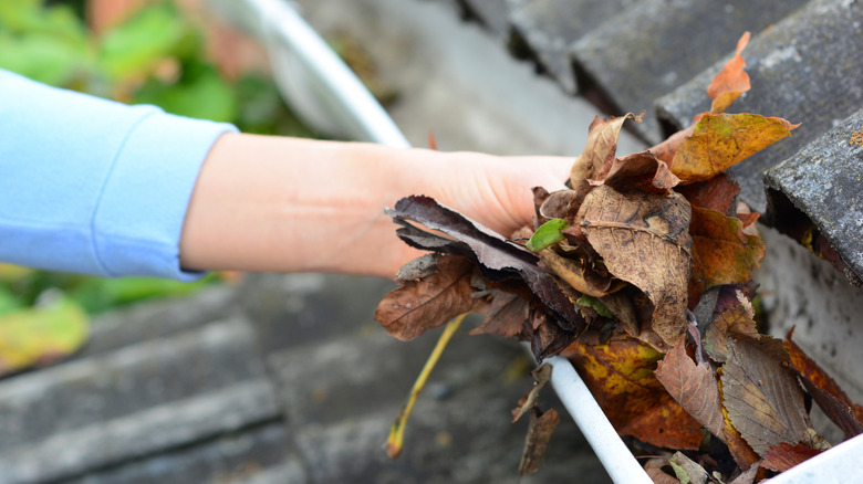 hand grabbing leaves from gutter