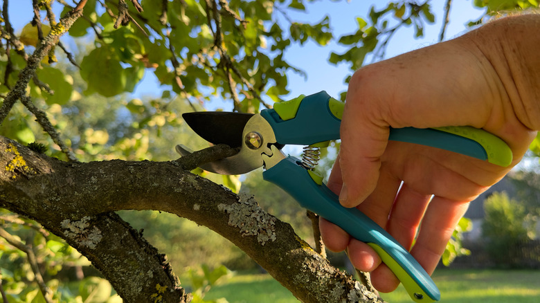 hand clipping tree branch