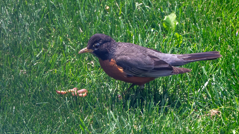 American robin eating an earthworm