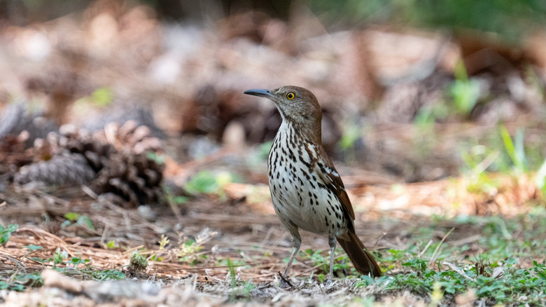 Brown thrasher foraging on ground