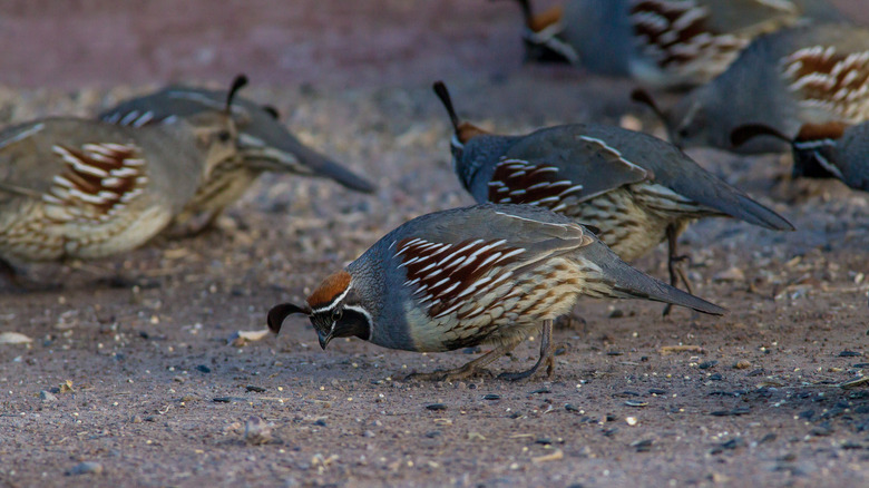 California quail eating seeds in the garden