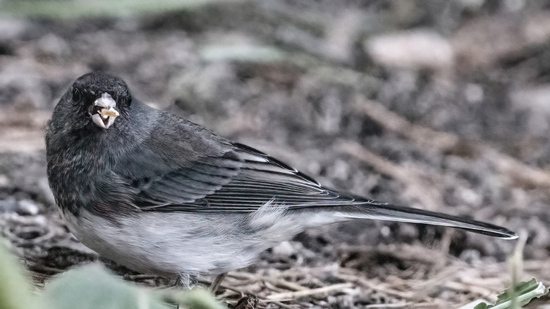 Dark-eyed juno eating a seed in the garden