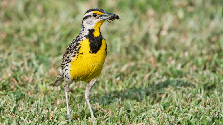 Eastern medowlark eating a cricket on the grass