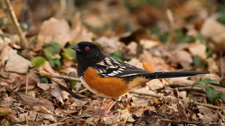 Eastern towhee in the fallen leaves in the garden