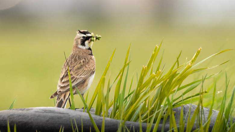 Horned lark with a beak full of grubs standing in garden